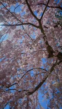 Japonya 'nın Aomori kentindeki Hirosaki Kalesi' nde Nisan ayı boyunca kiraz çiçekleri güzel bir şekilde açar..