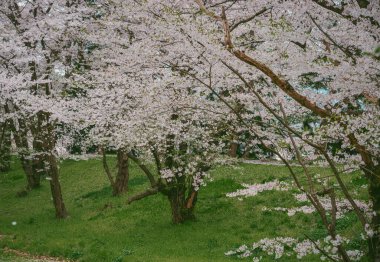 Kiraz çiçekleri, Japonya 'nın Yamagata Kalesi' ndeki Kajo Parkı 'nda göz kamaştırıcı bir manzara yaratıyor..