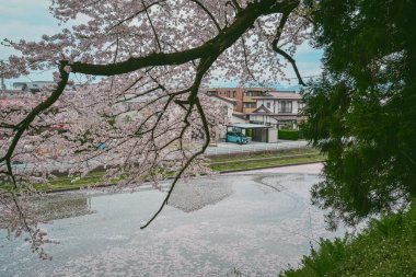 Kiraz çiçekleri, Japonya 'nın Yamagata Kalesi' ndeki Kajo Parkı 'nda göz kamaştırıcı bir manzara yaratıyor..