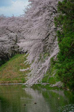 Kiraz çiçekleri, Japonya 'nın Yamagata Kalesi' ndeki Kajo Parkı 'nda göz kamaştırıcı bir manzara yaratıyor..