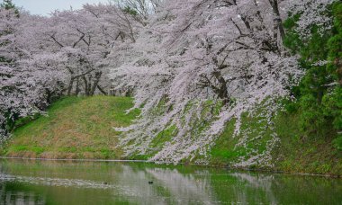 Kajo Park, Yamagata Şatosu 'ndaki göle yağmur gibi yağan kiraz çiçekleri..