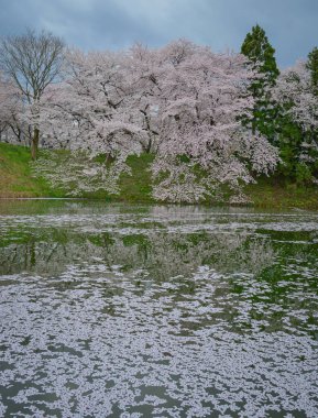 Kajo Park, Yamagata Şatosu 'ndaki göle yağmur gibi yağan kiraz çiçekleri..