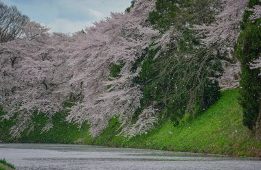 Kajo Park, Yamagata Şatosu 'ndaki göle yağmur gibi yağan kiraz çiçekleri..