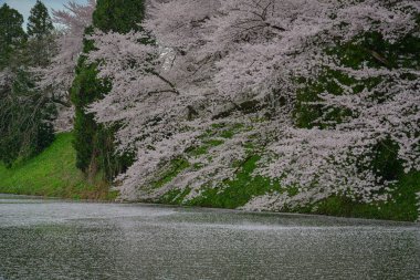 Kajo Park, Yamagata Şatosu 'ndaki göle yağmur gibi yağan kiraz çiçekleri..