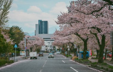 Yamagata, Japonya - 20 Nisan 2025. Japonya 'nın Yamagata Şatosu' ndaki Kajo Park 'ın dışında kiraz çiçekleri olan sokaklar.
