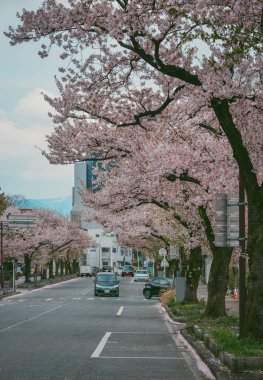 Yamagata, Japonya - 20 Nisan 2025. Japonya 'nın Yamagata Şatosu' ndaki Kajo Park 'ın dışında kiraz çiçekleri olan sokaklar.