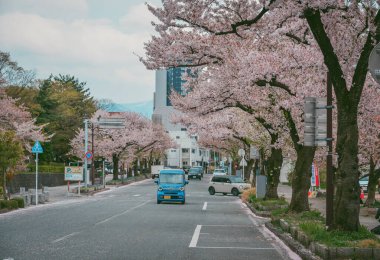 Yamagata, Japonya - 20 Nisan 2025. Japonya 'nın Yamagata Şatosu' ndaki Kajo Park 'ın dışında kiraz çiçekleri olan sokaklar.