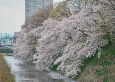 Çiçek açan kiraz çiçekleri Japonya 'daki Yamagata Kalesi, Kajo Park' ta büyüleyici bir manzaradır..