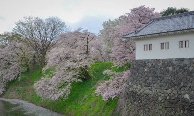 Japonya Yamagata Kalesi 'nin çevresinde kiraz çiçekleri açıyor..