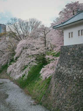 Japonya Yamagata Kalesi 'nin çevresinde kiraz çiçekleri açıyor..
