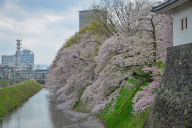 Japonya Yamagata Kalesi 'nin çevresinde kiraz çiçekleri açıyor..