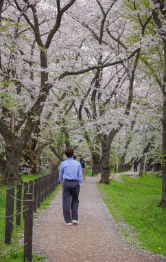 Bir adam Kajo Park, Yamagata Şatosu, Japonya 'daki kiraz çiçekleri ormanında geziniyor..