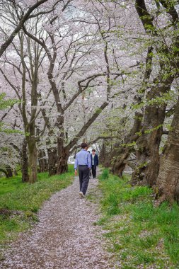 Yamagata, Japonya - 20 Nisan 2025. İnsanlar Kajo Park, Yamagata Şatosu, Japonya 'da kiraz çiçeklerinin büyüleyici manzarasına hayran..