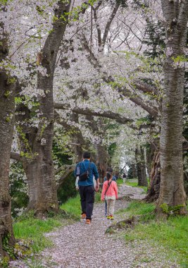 İnsanlar Kajo Park, Yamagata Şatosu, Japonya 'da kiraz çiçeklerinin büyüleyici manzarasına hayran..