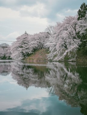Çiçek açan kiraz çiçekleri Japonya 'daki Yamagata Kalesi, Kajo Park' taki göle yansıyor..
