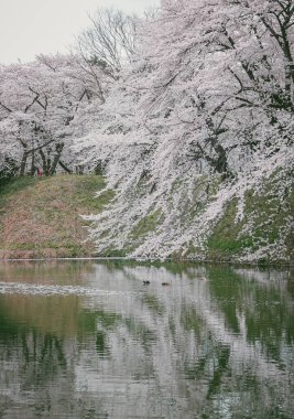 Çiçek açan kiraz çiçekleri Japonya 'daki Yamagata Kalesi, Kajo Park' taki göle yansıyor..