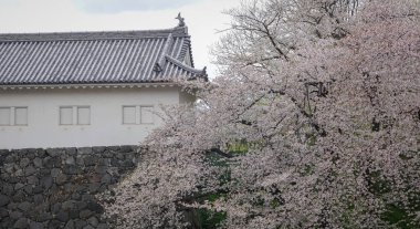 Çiçek açan kiraz çiçekleri Japonya 'daki Yamagata Kalesi, Kajo Park' ta büyüleyici bir manzaradır..
