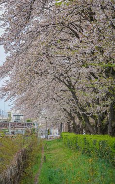 Çiçek açan kiraz çiçekleri Japonya 'daki Yamagata Kalesi, Kajo Park' ta büyüleyici bir manzaradır..