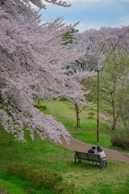 Çiçek açan kiraz çiçekleri Japonya 'daki Yamagata Kalesi, Kajo Park' ta büyüleyici bir manzaradır..