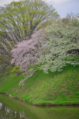 Çiçek açan kiraz çiçekleri Japonya 'daki Yamagata Kalesi, Kajo Park' ta büyüleyici bir manzaradır..