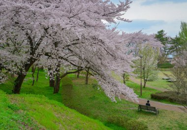 Çiçek açan kiraz çiçekleri Japonya 'daki Yamagata Kalesi, Kajo Park' ta büyüleyici bir manzaradır..