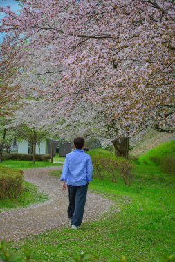 Bir adam Kajo Park, Yamagata Şatosu, Japonya 'daki kiraz çiçekleri ormanında geziniyor..