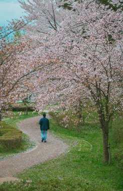 Bir adam Kajo Park, Yamagata Şatosu, Japonya 'daki kiraz çiçekleri ormanında geziniyor..