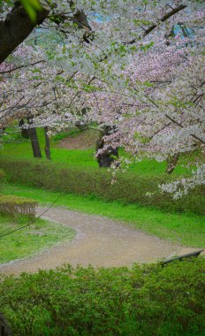 Çiçek açan kiraz çiçekleri Japonya 'daki Yamagata Kalesi, Kajo Park' ta büyüleyici bir manzaradır..