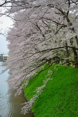 Kiraz çiçekleri, Japonya 'nın Yamagata Kalesi' ndeki Kajo Parkı 'nda göz kamaştırıcı bir manzara yaratıyor..