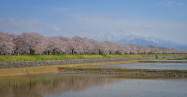 Japonya 'nın Toyama kentindeki geniş çiçek tarlaları ve karla kaplı dağlara karşı çiçek açan kiraz çiçeklerinin manzarası.