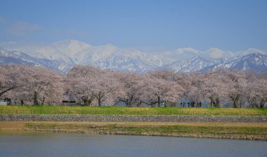 Japonya 'nın Toyama kentindeki geniş çiçek tarlaları ve karla kaplı dağlara karşı çiçek açan kiraz çiçeklerinin manzarası.