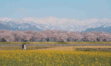 Japonya 'nın Toyama kentindeki geniş çiçek tarlaları ve karla kaplı dağlara karşı çiçek açan kiraz çiçeklerinin manzarası.