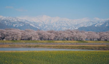 Japonya 'nın Toyama kentindeki geniş çiçek tarlaları ve karla kaplı dağlara karşı çiçek açan kiraz çiçeklerinin manzarası.
