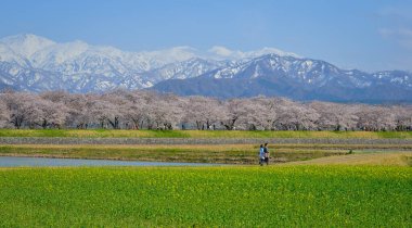Toyama, Japonya - 14 Nisan 2025. İnsanlar Japonya, Toyama 'da arka planda kiraz çiçekleri olan bir çiçek tarlasında geziniyorlar..