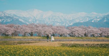 Japonya 'nın Toyama kentindeki geniş çiçek tarlaları ve karla kaplı dağlara karşı çiçek açan kiraz çiçeklerinin manzarası.