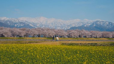 Japonya 'nın Toyama kentindeki geniş çiçek tarlaları ve karla kaplı dağlara karşı çiçek açan kiraz çiçeklerinin manzarası.