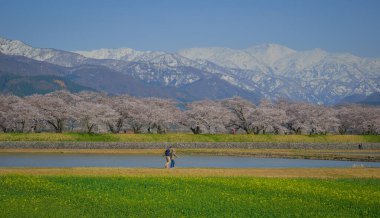 Toyama, Japonya - 14 Nisan 2025. İnsanlar Japonya, Toyama 'da arka planda kiraz çiçekleri olan bir çiçek tarlasında geziniyorlar..