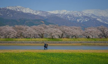 Toyama, Japonya - 14 Nisan 2025. İnsanlar Japonya, Toyama 'da arka planda kiraz çiçekleri olan bir çiçek tarlasında geziniyorlar..