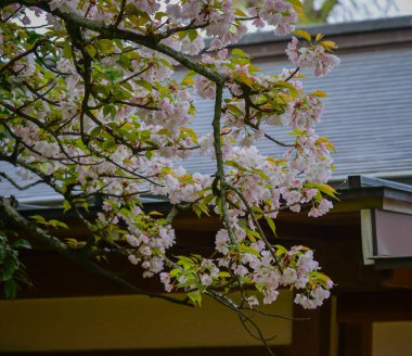 Japonya 'nın Kyoto kentindeki antik bir tapınağın bahçesinde kiraz çiçekleri tam çiçeklenmiştir..
