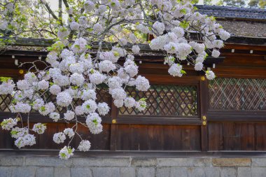 Japonya 'nın Kyoto kentindeki tenha antik bir tapınağın bahçesinde kiraz çiçekleri tam çiçeklenmiştir..