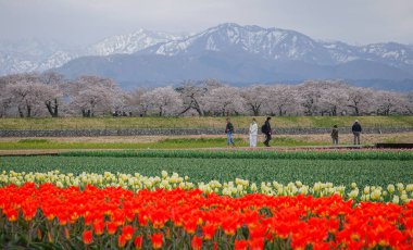 Toyama, Japonya - 14 Nisan 2025. Japonya 'nın Toyama kentindeki geniş çiçek tarlaları ve karla kaplı dağlara karşı kiraz çiçeklerinin manzarası.