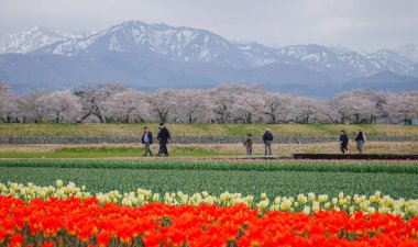 Toyama, Japonya - 14 Nisan 2025. Japonya 'nın Toyama kentindeki geniş çiçek tarlaları ve karla kaplı dağlara karşı kiraz çiçeklerinin manzarası.