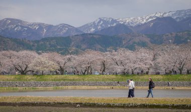 Toyama, Japonya - 14 Nisan 2025. İnsanlar Japonya, Toyama 'da arka planda kiraz çiçekleri olan bir çiçek tarlasında geziniyorlar..