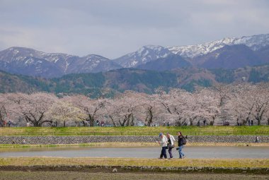Toyama, Japonya - 14 Nisan 2025. İnsanlar Japonya, Toyama 'da arka planda kiraz çiçekleri olan bir çiçek tarlasında geziniyorlar..