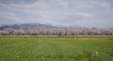 Japonya 'nın Toyama kentindeki geniş çiçek tarlaları ve karla kaplı dağlara karşı çiçek açan kiraz çiçeklerinin manzarası.