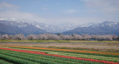 Japonya 'nın Toyama kentindeki geniş çiçek tarlaları ve karla kaplı dağlara karşı çiçek açan kiraz çiçeklerinin manzarası.