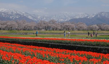 Toyama, Japonya - 14 Nisan 2025. İnsanlar Japonya, Toyama 'da arka planda kiraz çiçekleri olan bir çiçek tarlasında geziniyorlar..