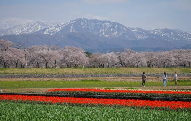 Japonya 'nın Toyama kentindeki geniş çiçek tarlaları ve karla kaplı dağlara karşı çiçek açan kiraz çiçeklerinin manzarası.