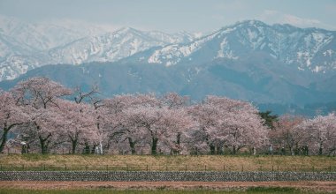 Japonya 'nın Toyama kentindeki geniş çiçek tarlaları ve karla kaplı dağlara karşı çiçek açan kiraz çiçeklerinin manzarası.