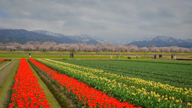 Toyama, Japonya - 14 Nisan 2025. Japonya 'nın Toyama kentindeki geniş çiçek tarlaları ve karla kaplı dağlara karşı çiçek açan kiraz çiçeklerinin manzarası.